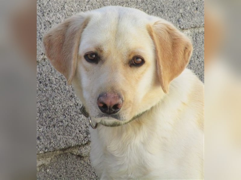 Simba, möche noch viel lernen