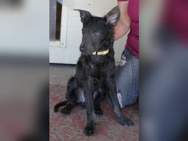 Sanfter Szike  in 38268 Lengede- Broistedt/ Nds.