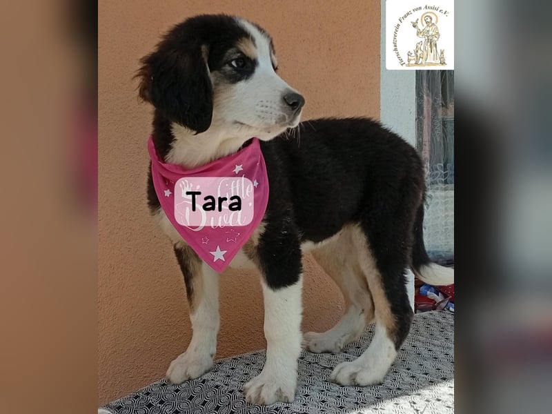 Tara – jemanden zum Bleiben finden, das wäre schön!