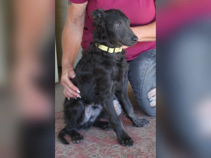 Sanfter Szike  in 38268 Lengede- Broistedt/ Nds.