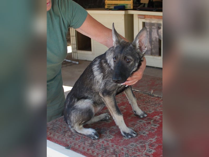 Wundervolle Eliska in 47829 Krefeld