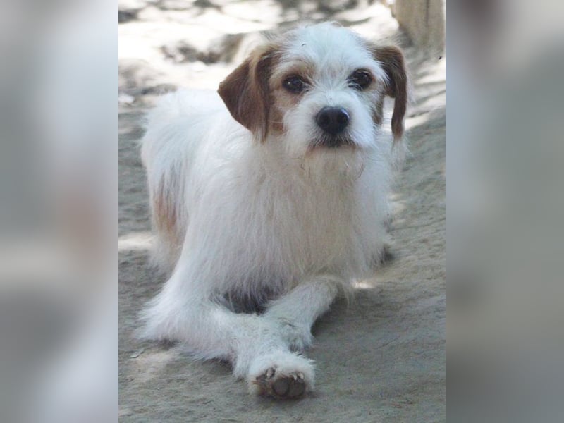 Benji- süßer Kerl mit kleinem Handycap
