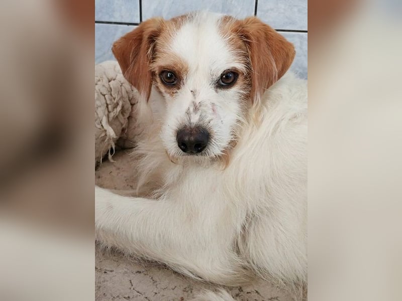 Benji- süßer Kerl mit kleinem Handycap