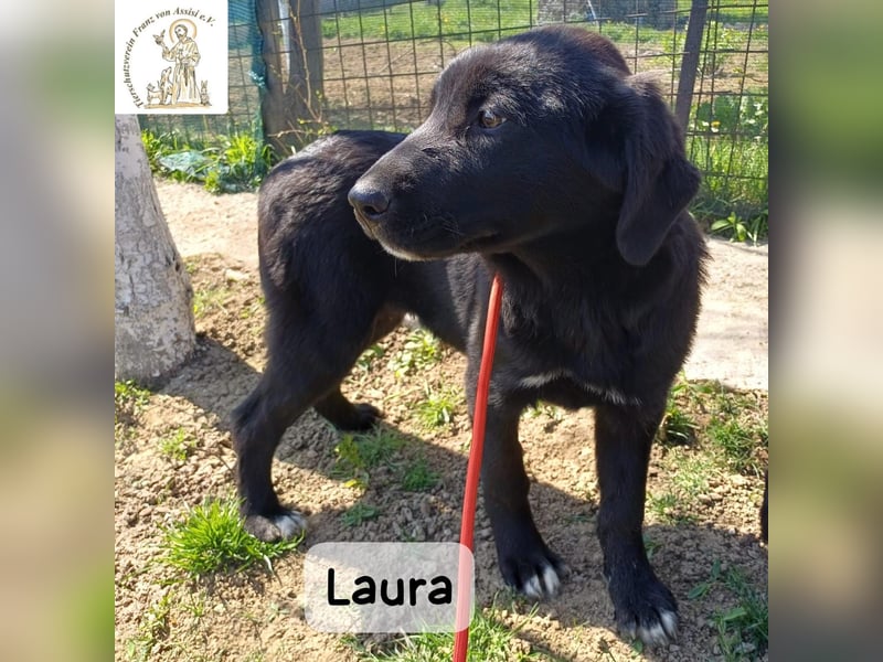 Laura sucht ihre Menschen – und zwar für ein ganzes Hundeleben!