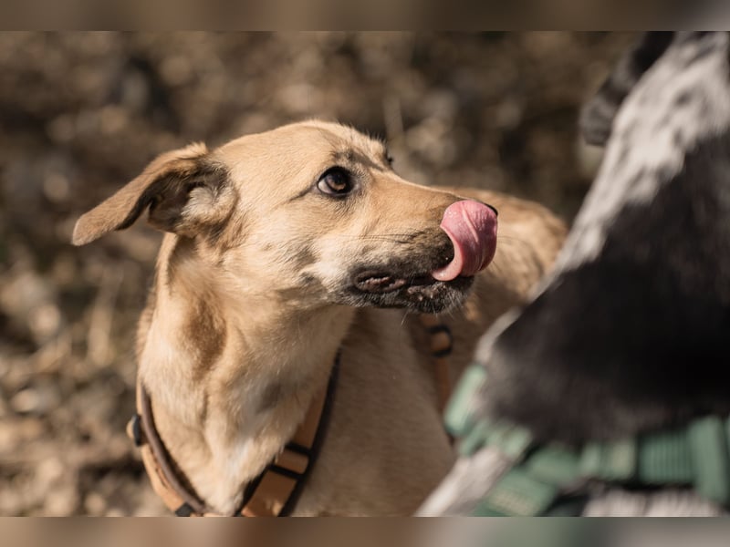 Sonnenschein Tapi mit Handicap wartet in Oberdürenbach