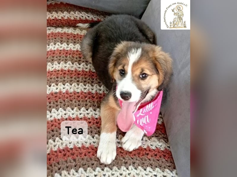 Tea – zu jung, um die Welt allein zu erobern!