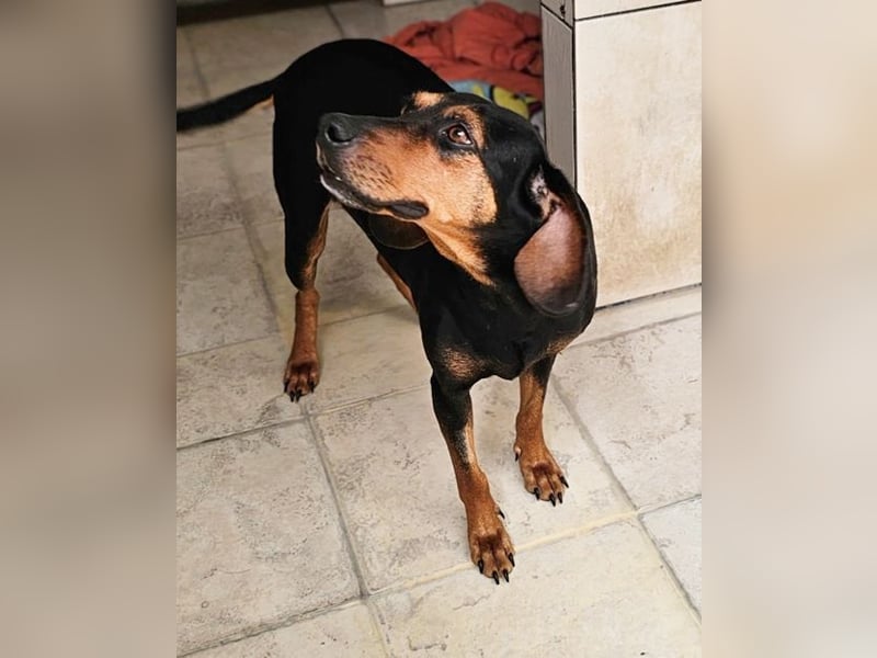 Leonora ist eine bezaubernde süße Hundedame