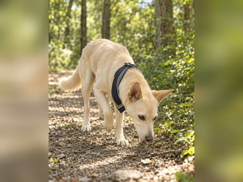 Charmanter Mati sucht ein passendes Zuhause