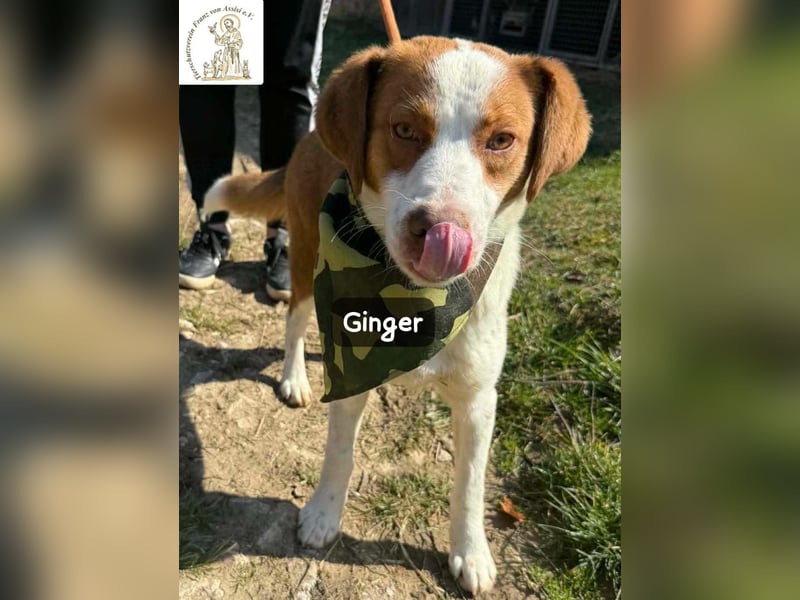 Ginger – vom Straßenabenteurer zum Kuschelprofi!