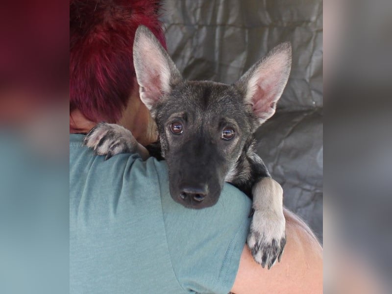 Wundervolle Eliska in 47829 Krefeld