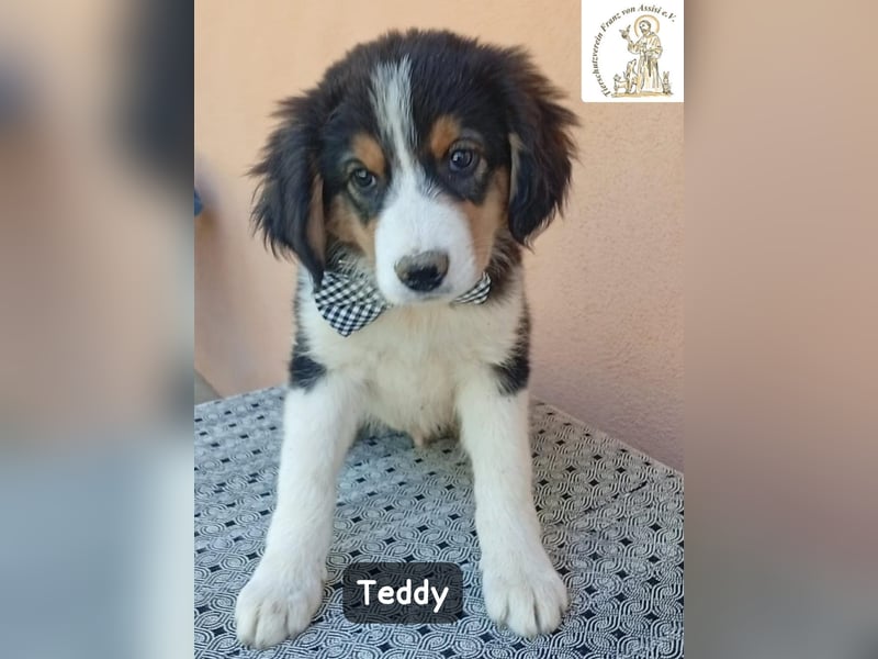 Teddy – talentiert in Kuscheln, Spielen und Unsinn machen!