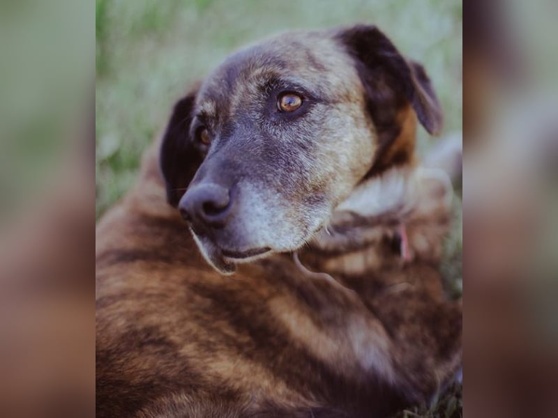 Ivor- seit 4 Jahren wartet er aus seine Menschen