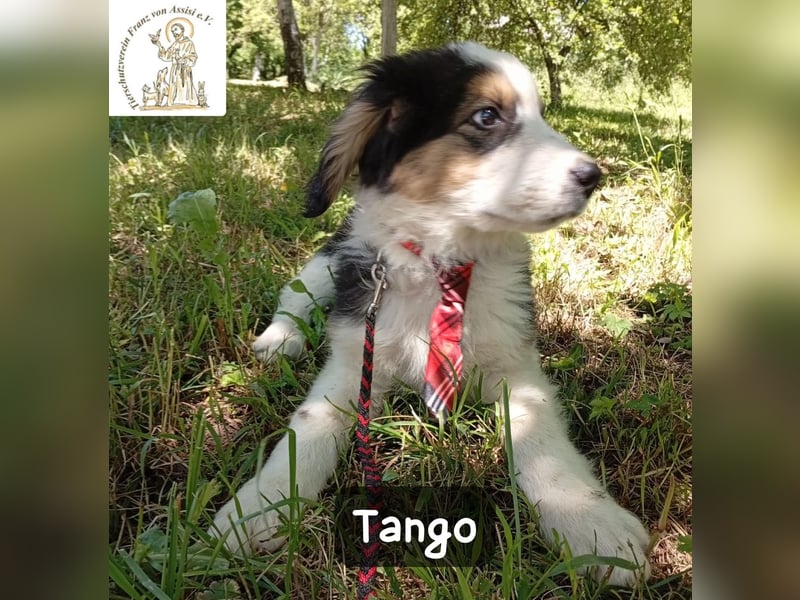 Tango – die Welt ist groß – aber ein Zuhause ist das Größte!