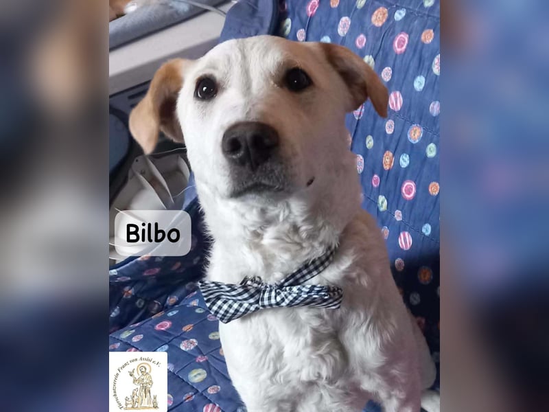 Bilbo – verliebt ins Leben und bereit für dich!