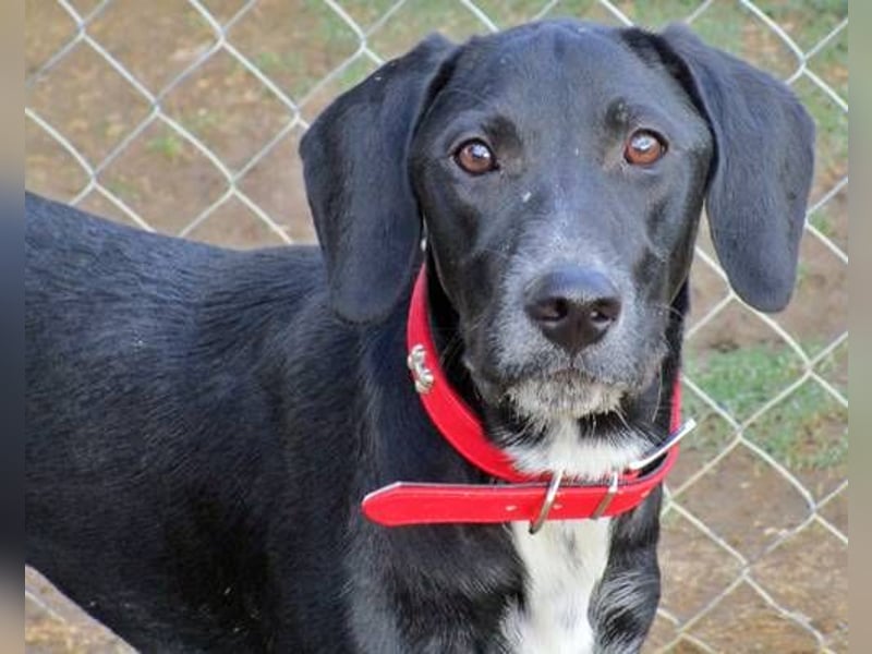 Mickey, aktiver Jungspund versteht sich mit Hunden und Menschen