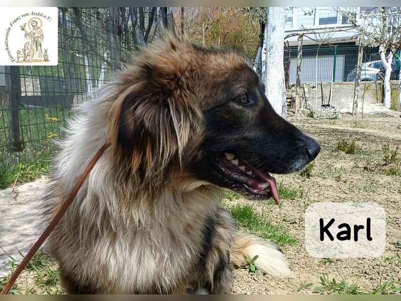 Karl – ein echtes Unikat auf vier Pfoten!