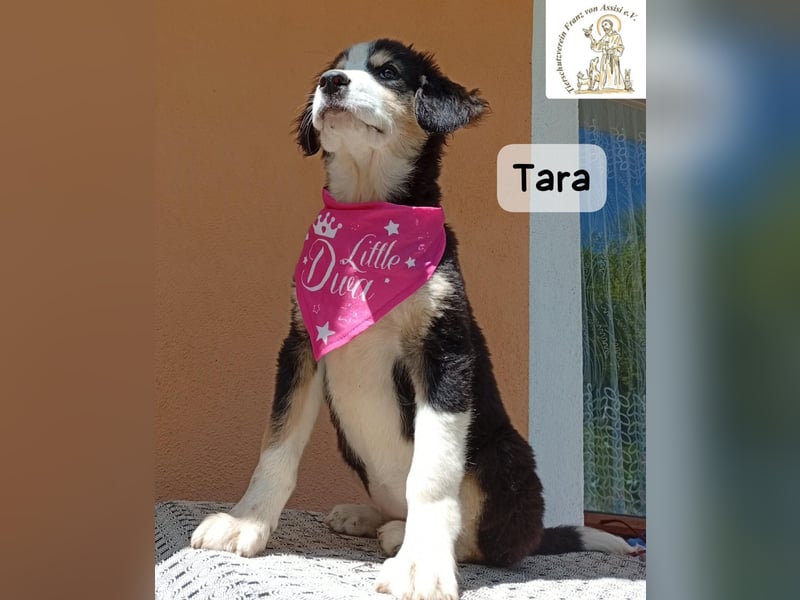 Tara – jemanden zum Bleiben finden, das wäre schön!