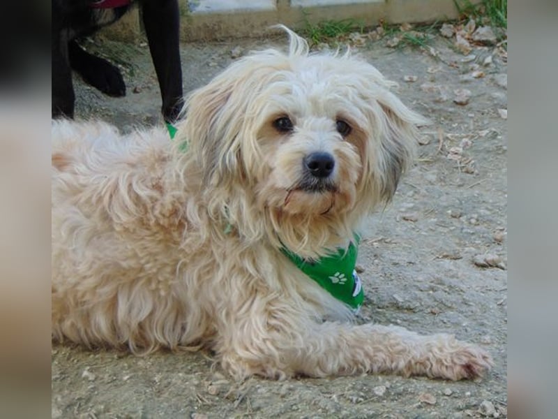 Muffin - freundlicher Hundjunge auf der Suche nach seinem Glück