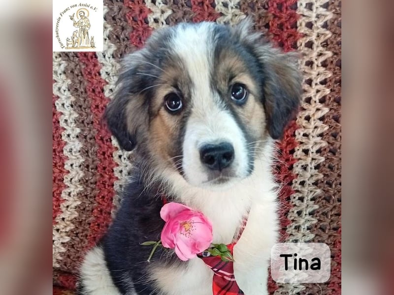 Tina – Manchmal braucht das Glück nur ein kleines Körbchen!