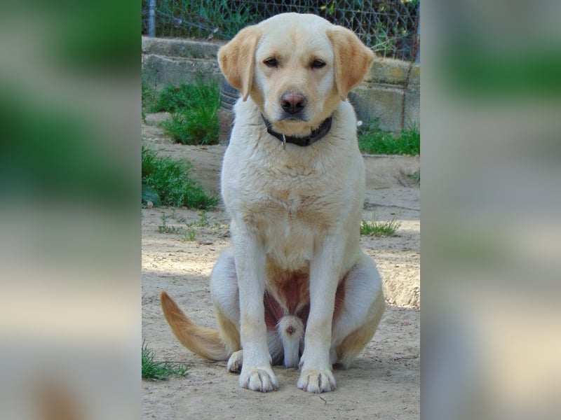Simba wartet schon über zwei Jahre