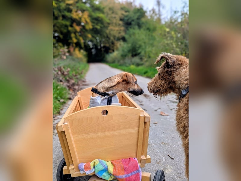 Sonnenschein Tapi mit Handicap wartet in Oberdürenbach