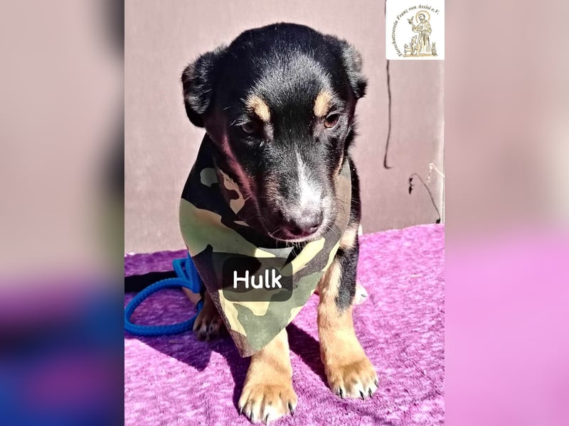 Hulk – niedlich? Ja. Unschuldig? Eher nicht!