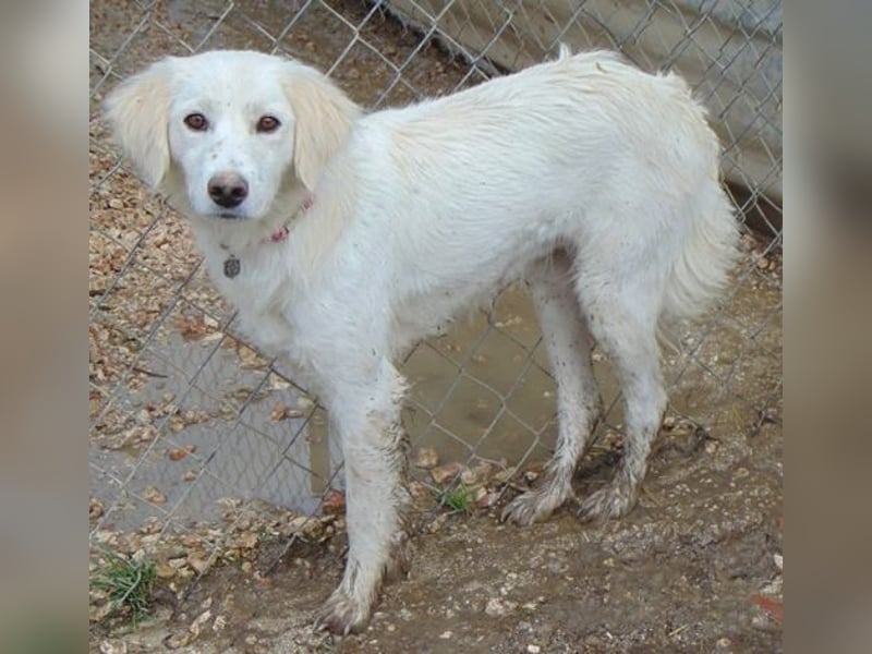 Angie kam mit ihren acht Welpen