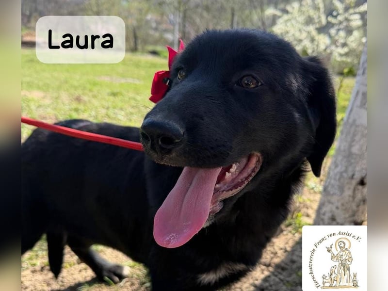 Laura sucht ihre Menschen – und zwar für ein ganzes Hundeleben!