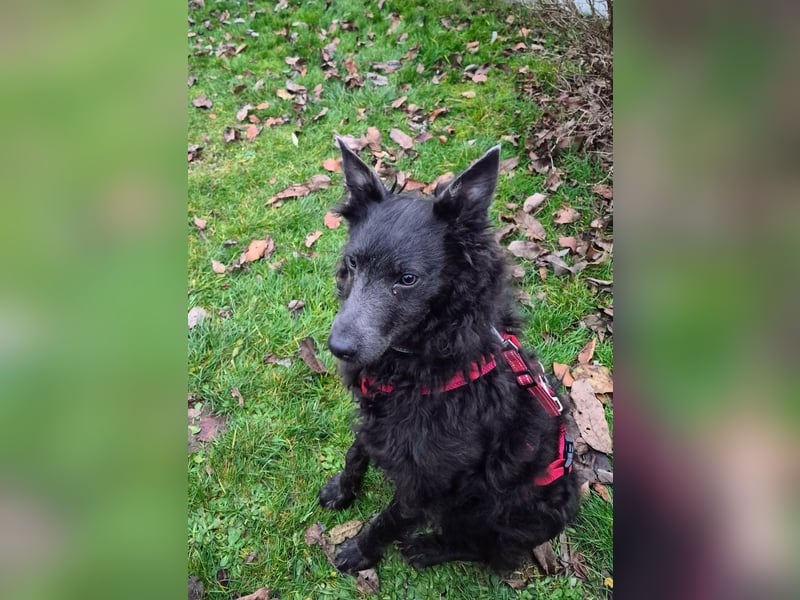 Sanfter Szike  in 38268 Lengede- Broistedt/ Nds.