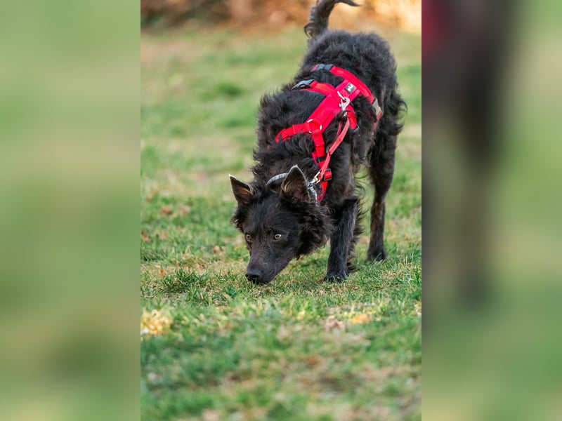 Sanfter Szike  in 38268 Lengede- Broistedt/ Nds.