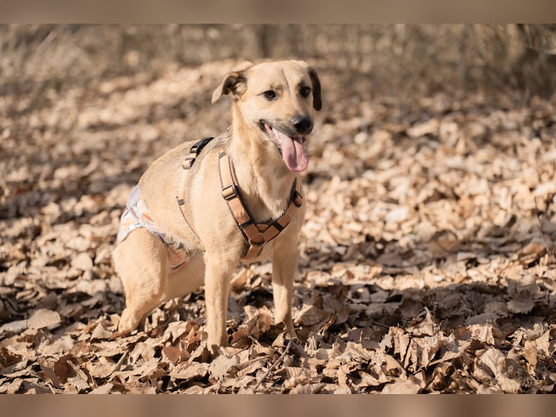 Sonnenschein Tapi mit Handicap wartet in Oberdürenbach