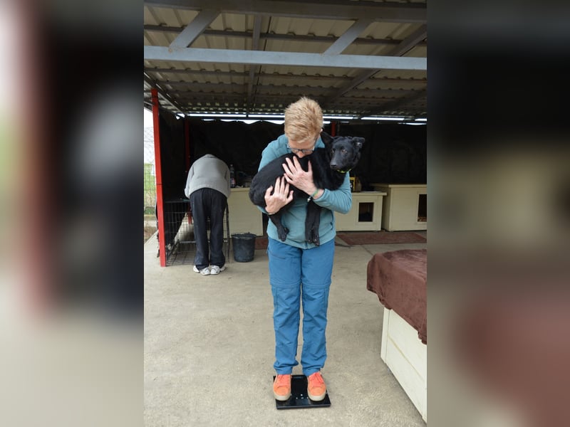 Liebenswerter Elmo sucht seine Menschen