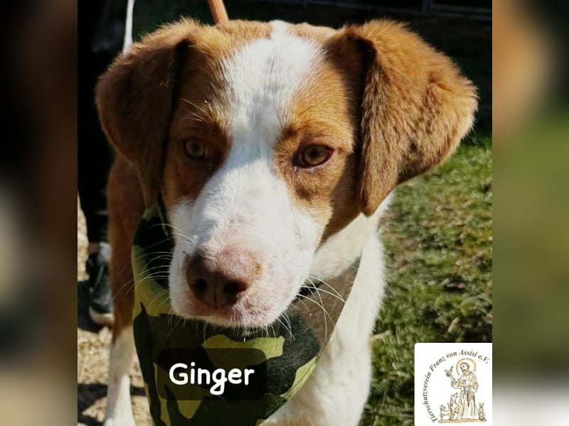 Ginger – vom Straßenabenteurer zum Kuschelprofi!