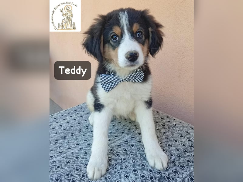 Teddy – talentiert in Kuscheln, Spielen und Unsinn machen!
