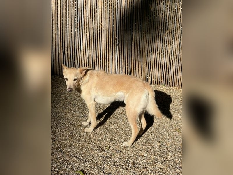Charmanter Mati sucht ein passendes Zuhause