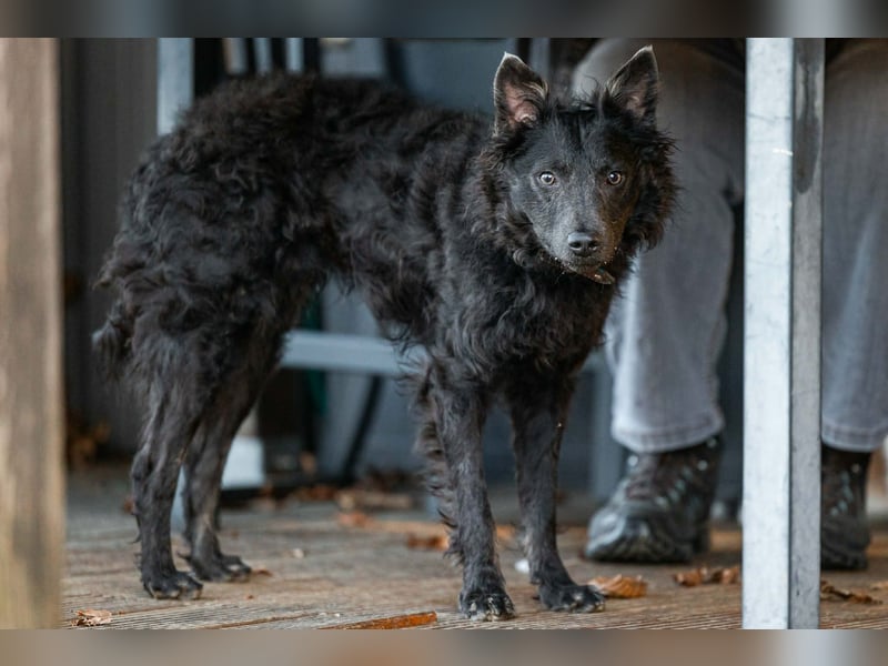 Sanfter Szike  in 38268 Lengede- Broistedt/ Nds.