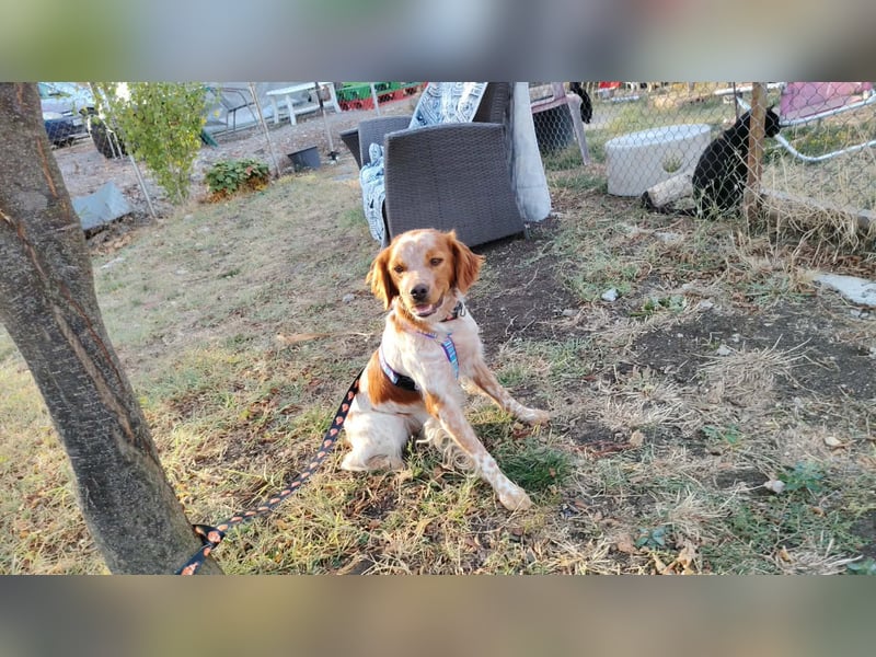 Wunderschöner Elko