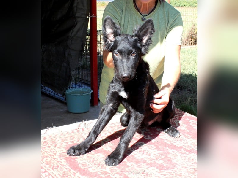 Sanfter Enzo sucht sein Zuhause