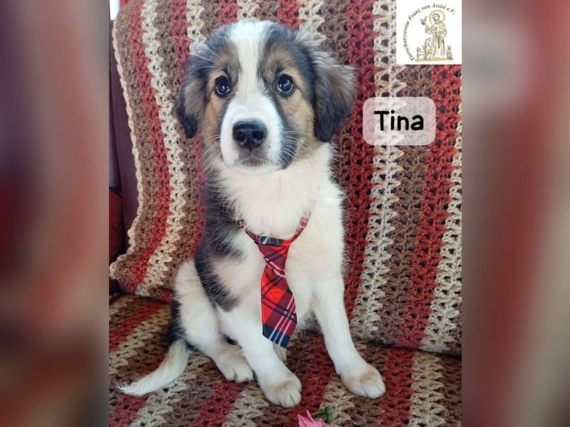 Tina – Manchmal braucht das Glück nur ein kleines Körbchen!