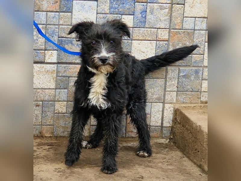 Kuschelprofi Frèzia sucht ihre Menschen