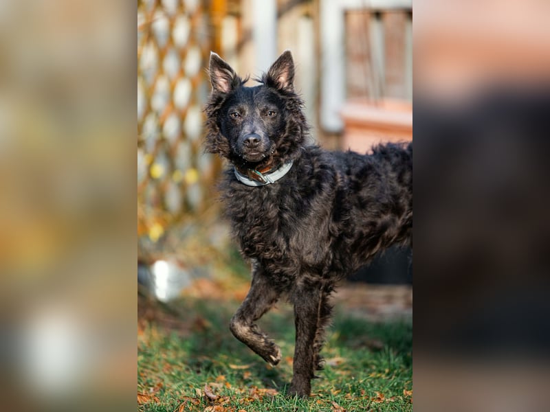 Sanfter Szike  in 38268 Lengede- Broistedt/ Nds.