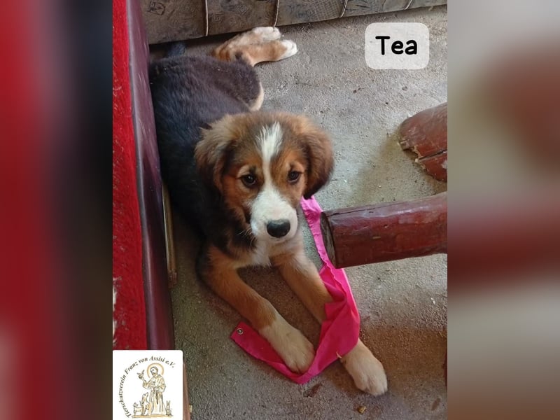 Tea – zu jung, um die Welt allein zu erobern!