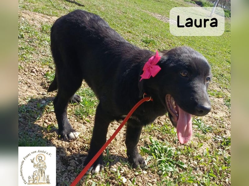 Laura sucht ihre Menschen – und zwar für ein ganzes Hundeleben!