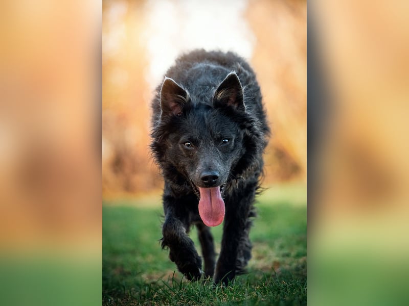 Sanfter Szike  in 38268 Lengede- Broistedt/ Nds.