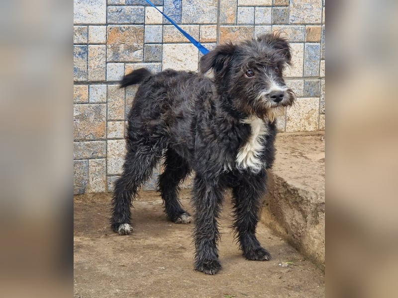 Kuschelprofi Frèzia sucht ihre Menschen