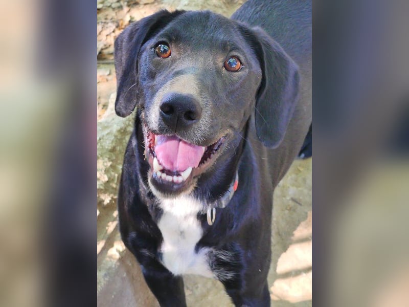Mickey, aktiver Jungspund versteht sich mit Hunden und Menschen