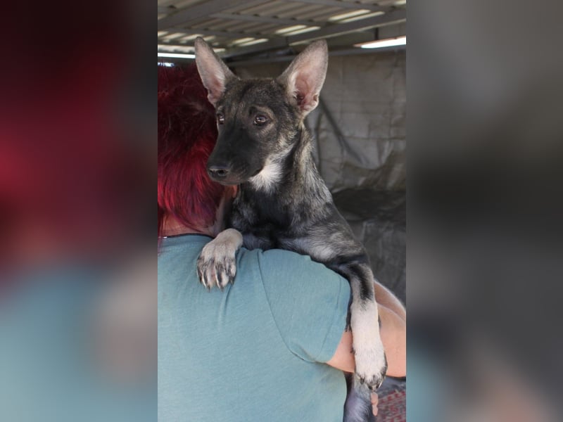 Wundervolle Eliska in 47829 Krefeld