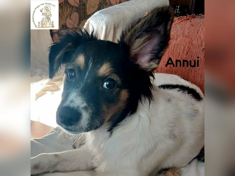 Annui – einmal gesehen, für immer im Kopf!