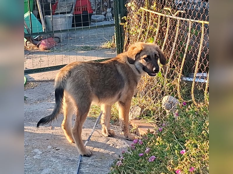 Flauschiger Alex