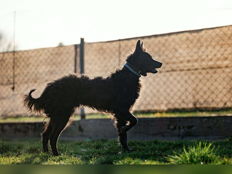 Sanfter Szike  in 38268 Lengede- Broistedt/ Nds.